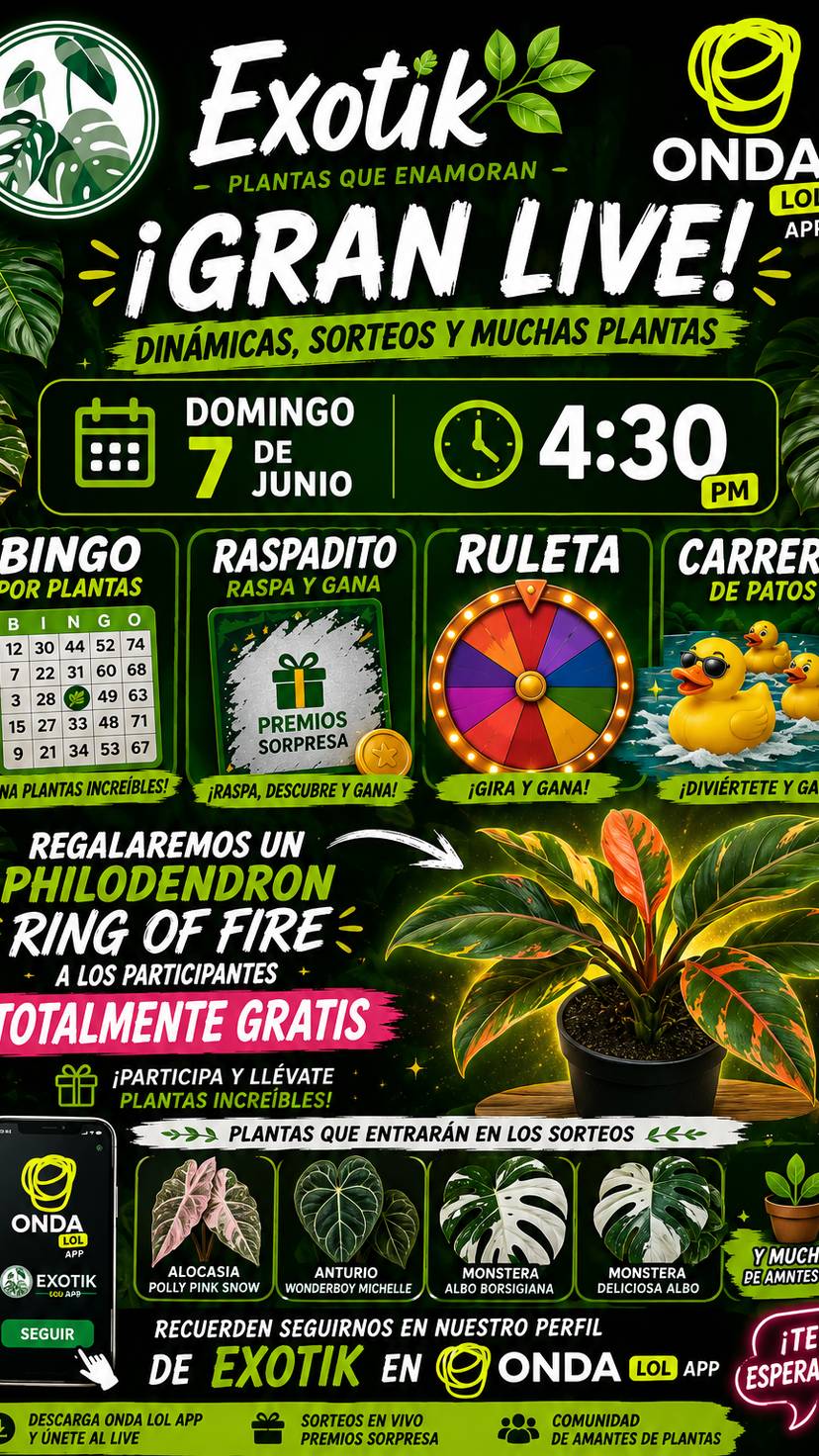 Dinamicas Exóticas 