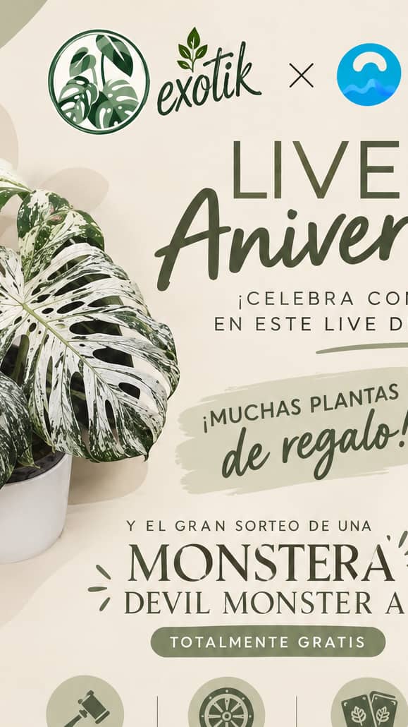 Live de aniversario Monstera devil de regalo 