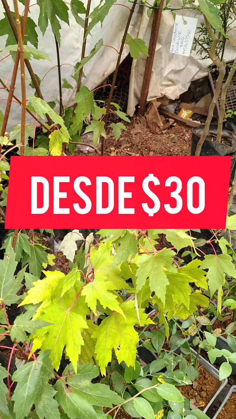 PLANTAS DESDE $30