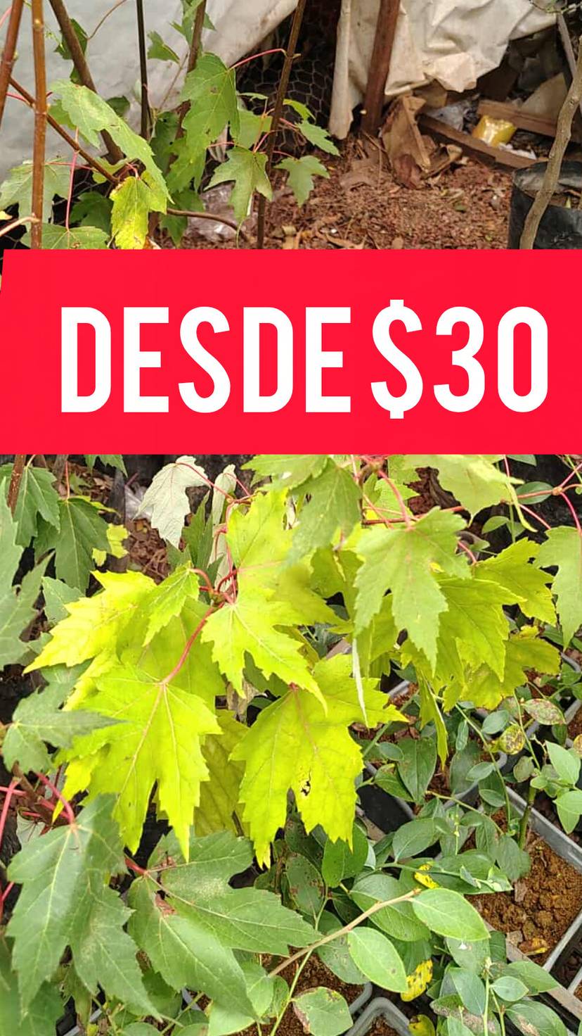 PLANTAS DESDE $30