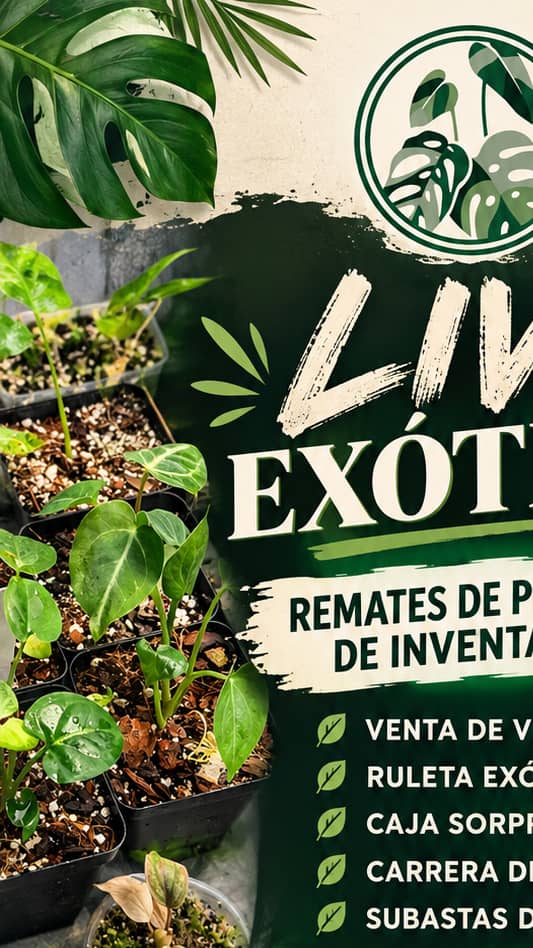 live exótico la pura chuleta 