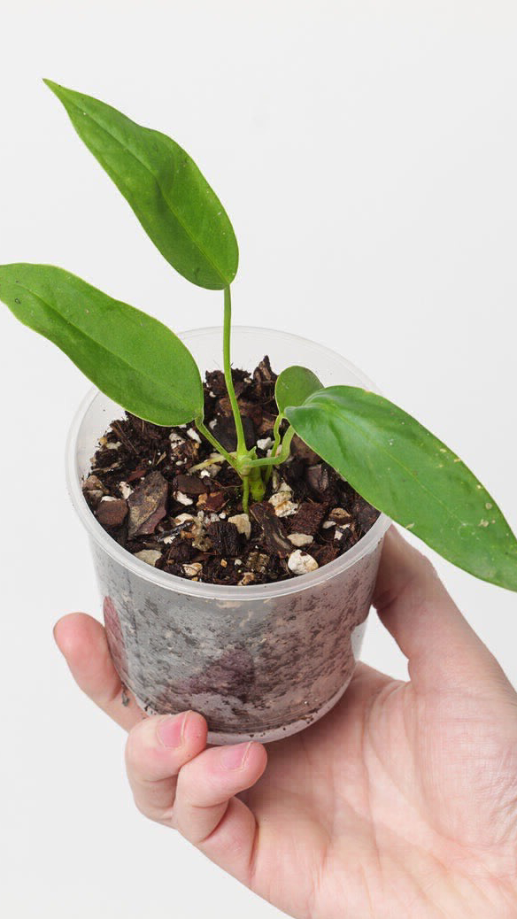 Anrhurio palidiflorum Bebé