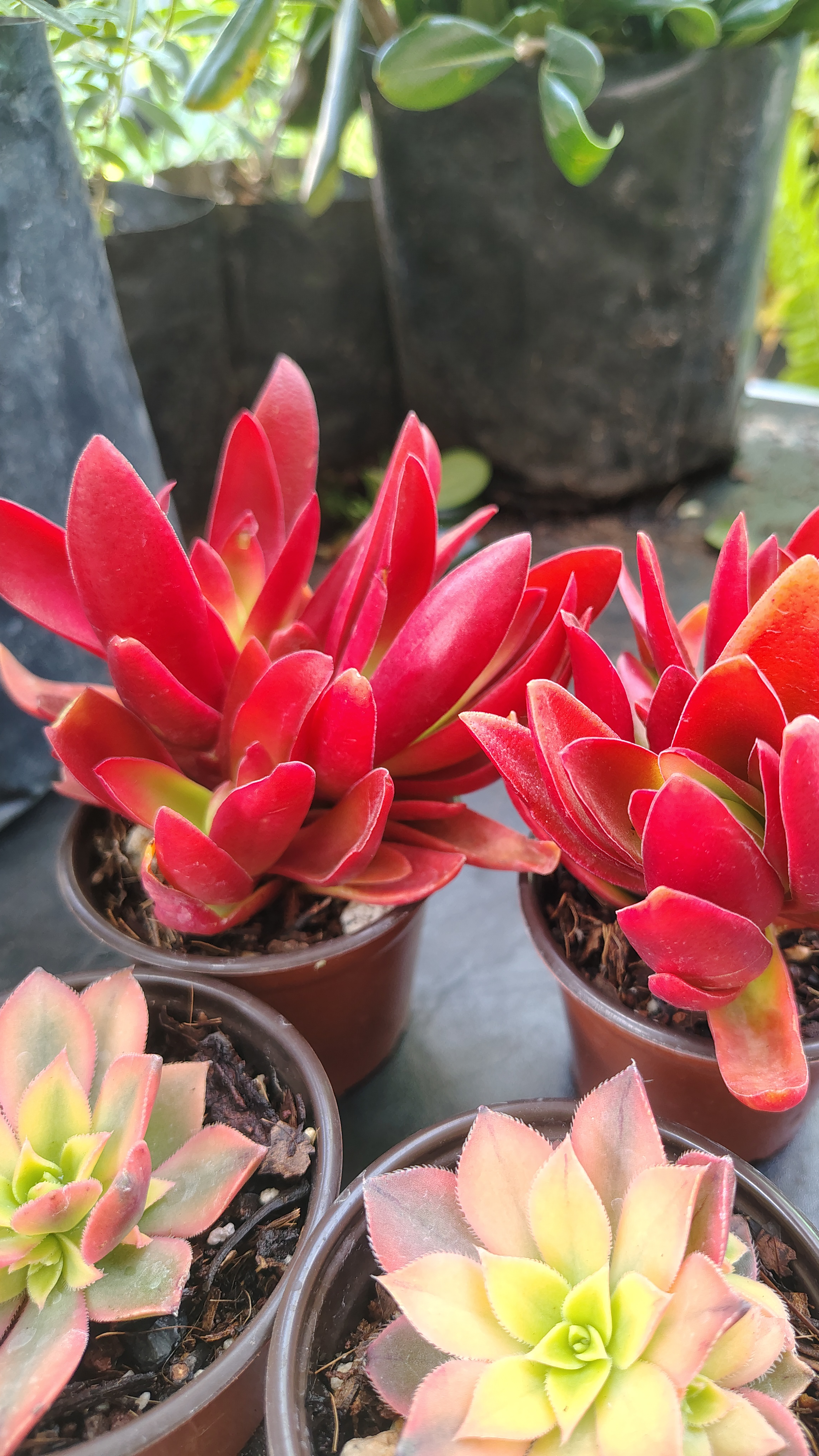 SUCULENTA RED