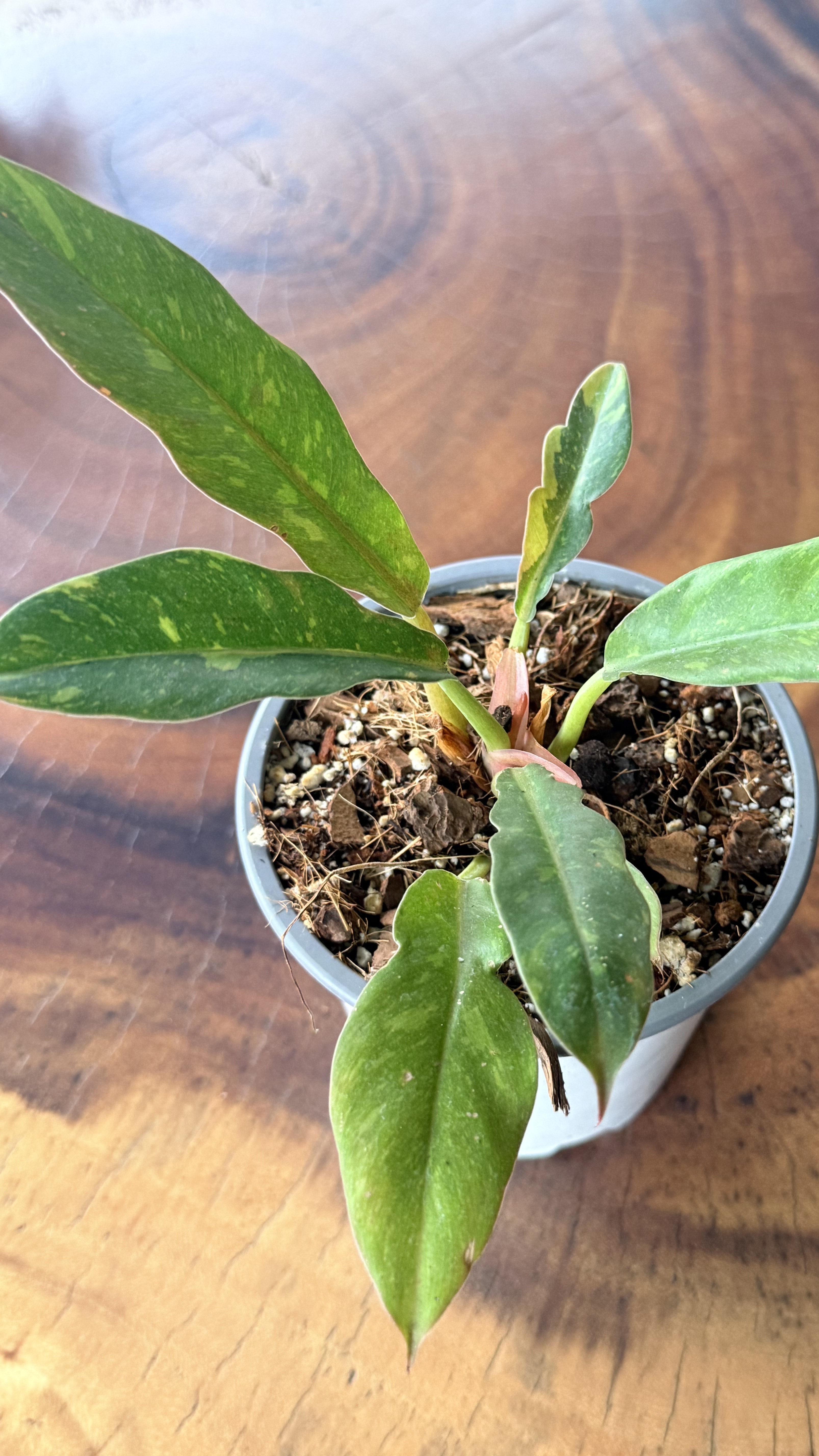 Philodendron ring of fire