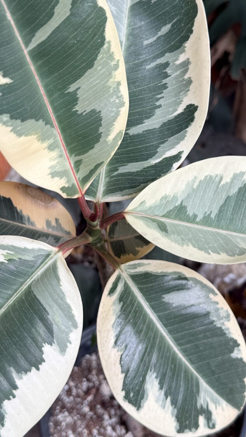 Planta Epipremnum Pinnatum Variegado