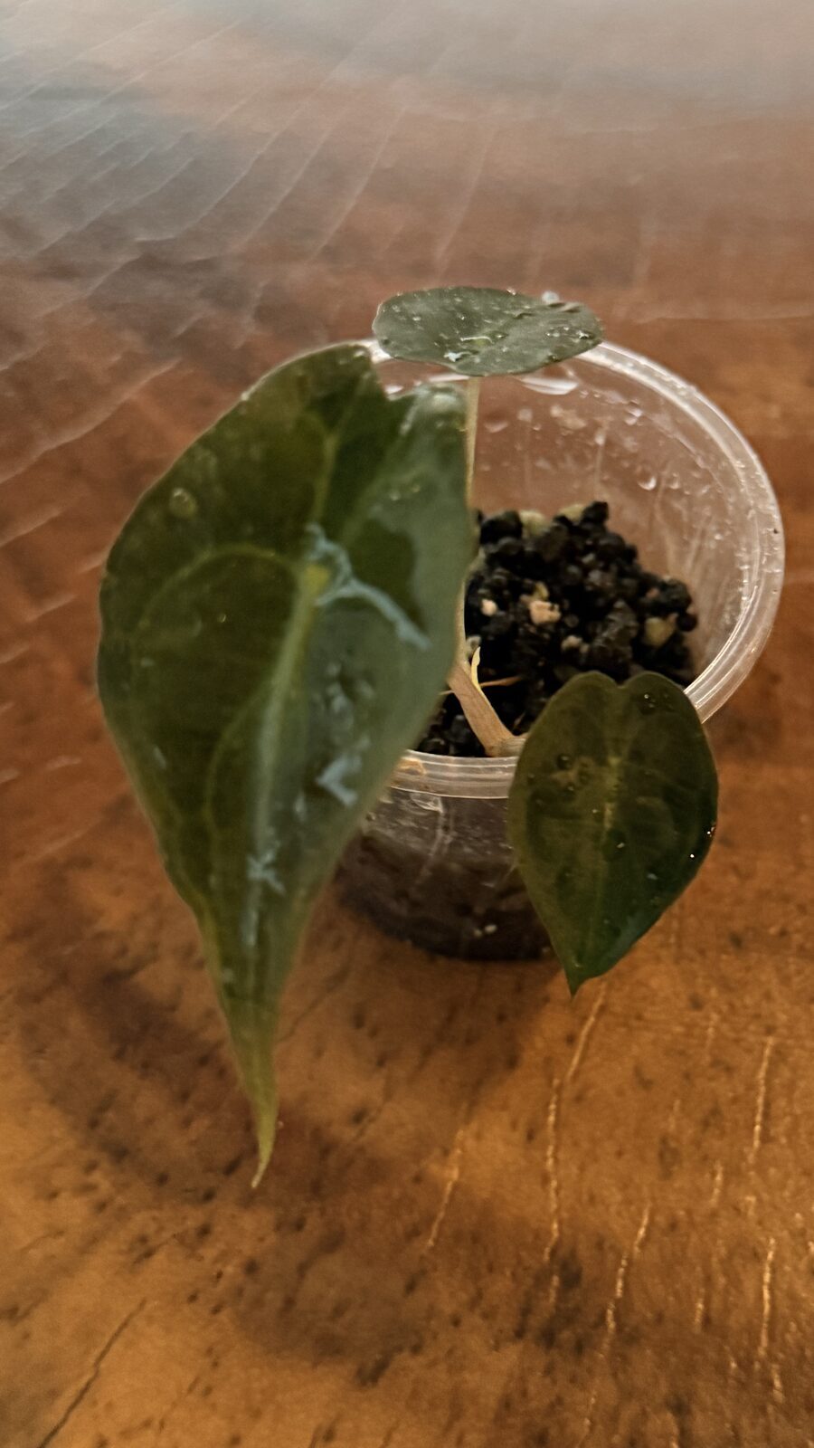 Alocasia venom de regalo