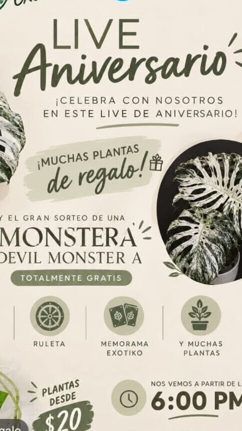 Monstera devil monster grado A