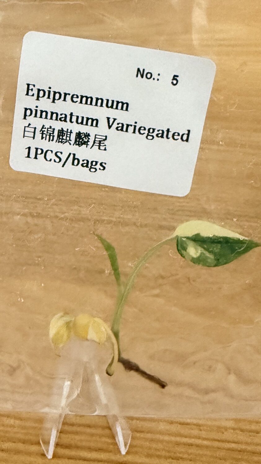Epipremnum variegado de regalo