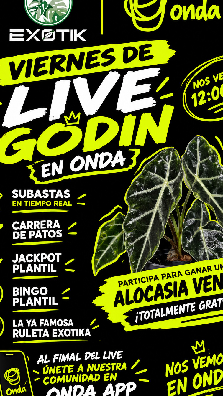 Planta Rara Alocasia Venom