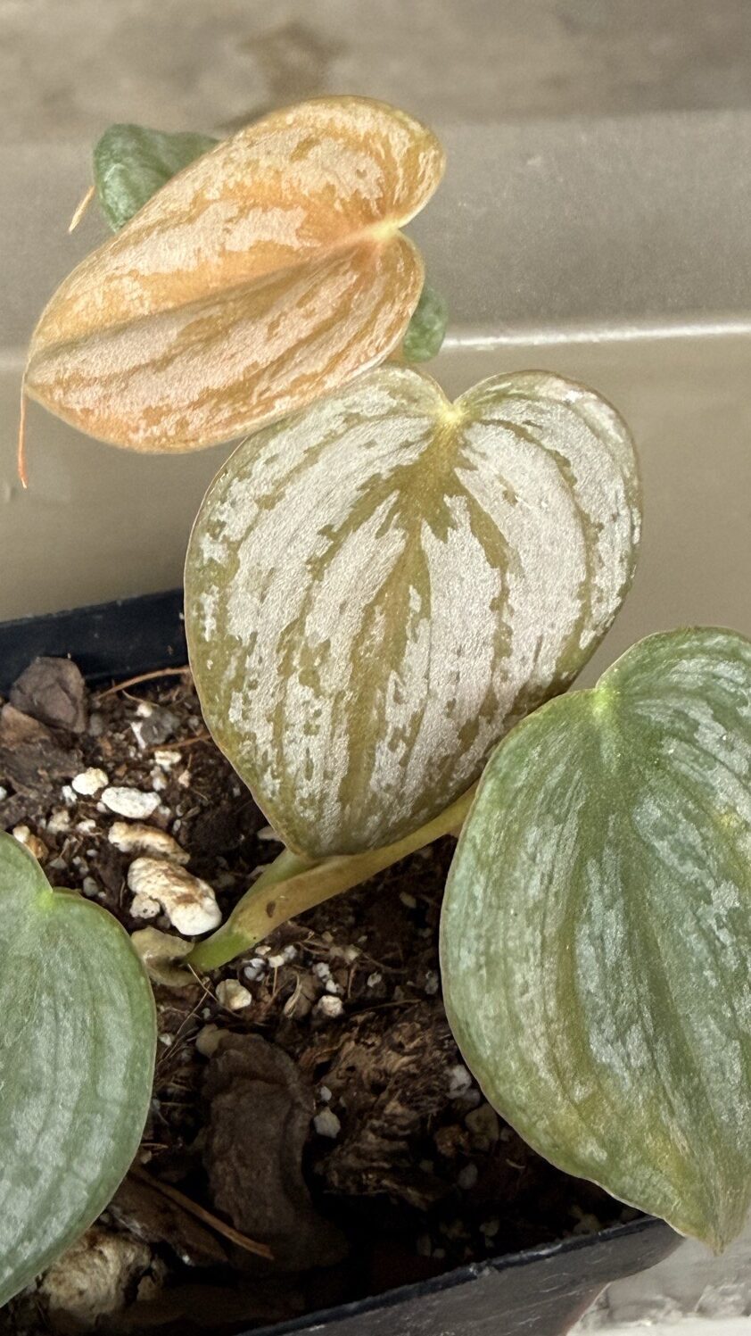 Alocasia Silver Dragon Variegada