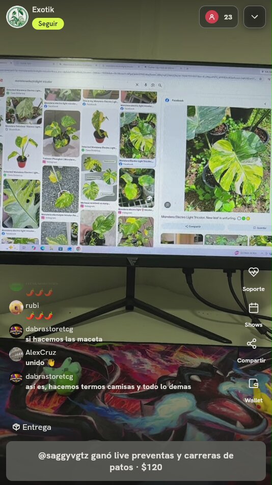 Monstera Electro Light Tricolor