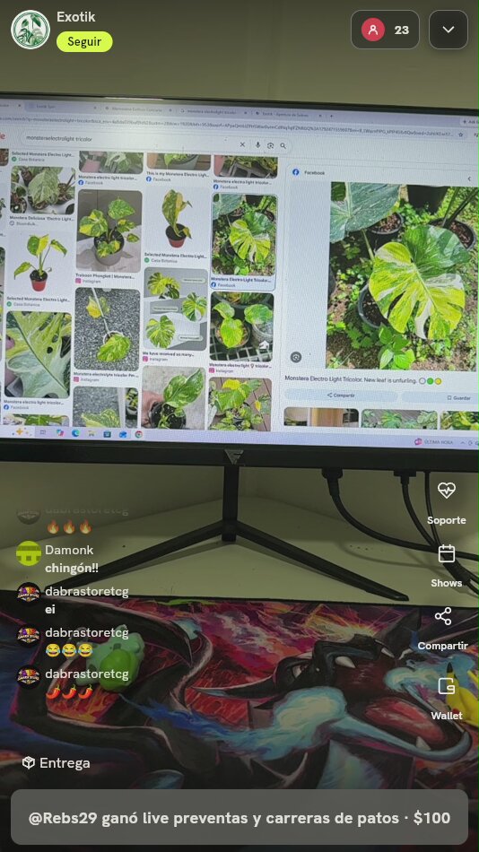 Monstera Electro Light Tricolor