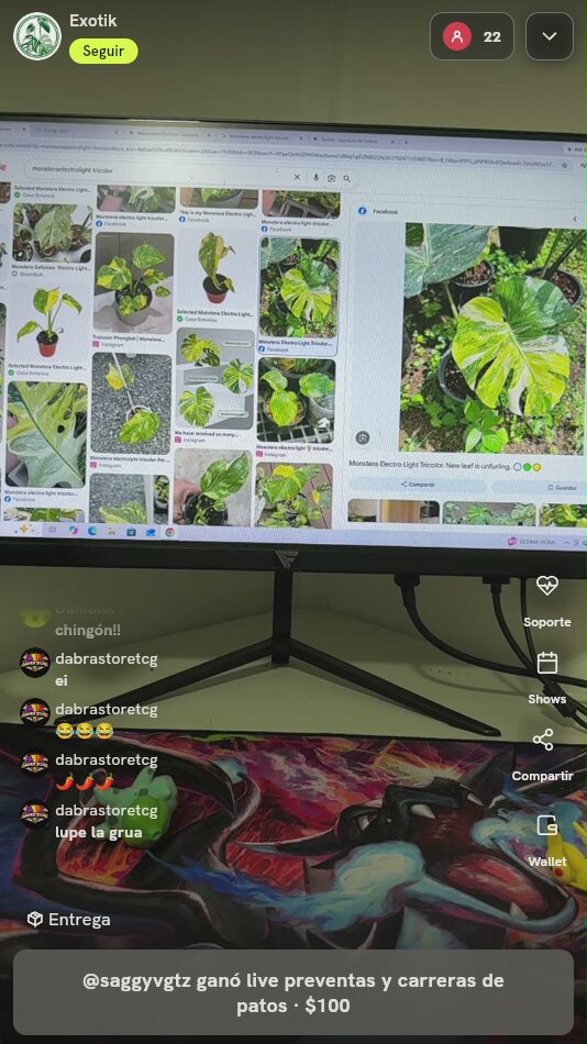Monstera Electro Light Tricolor