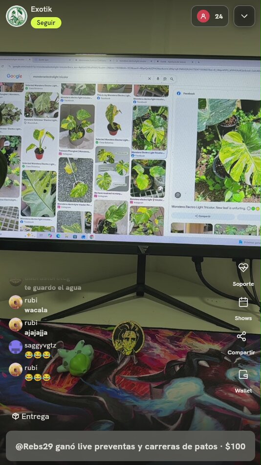 Monstera Deliciosa Electro Light