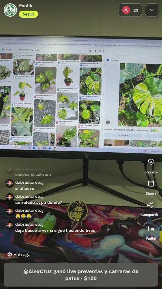 Monstera Electro Light Tricolor