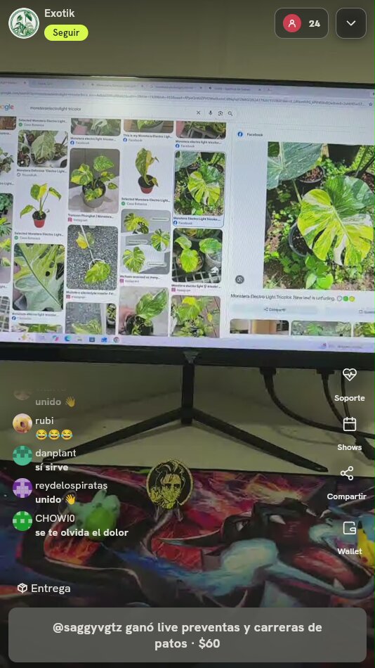 Monstera Electro Light Tricolor