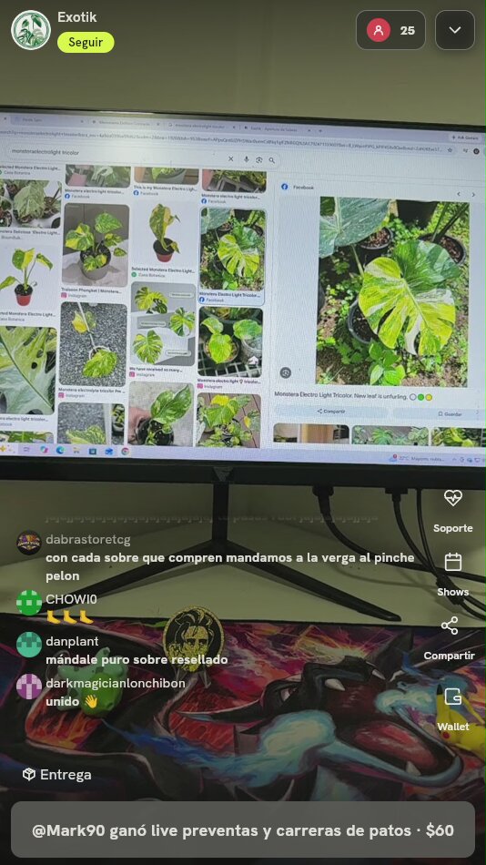 Monstera Deliciosa Electro Light Tricolor