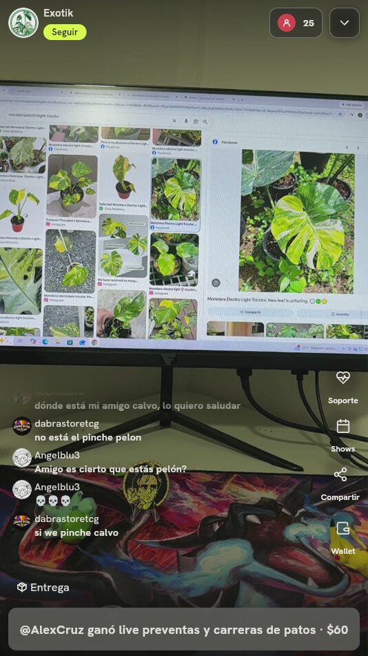 Monstera deliciosa Electro Light Tricolor
