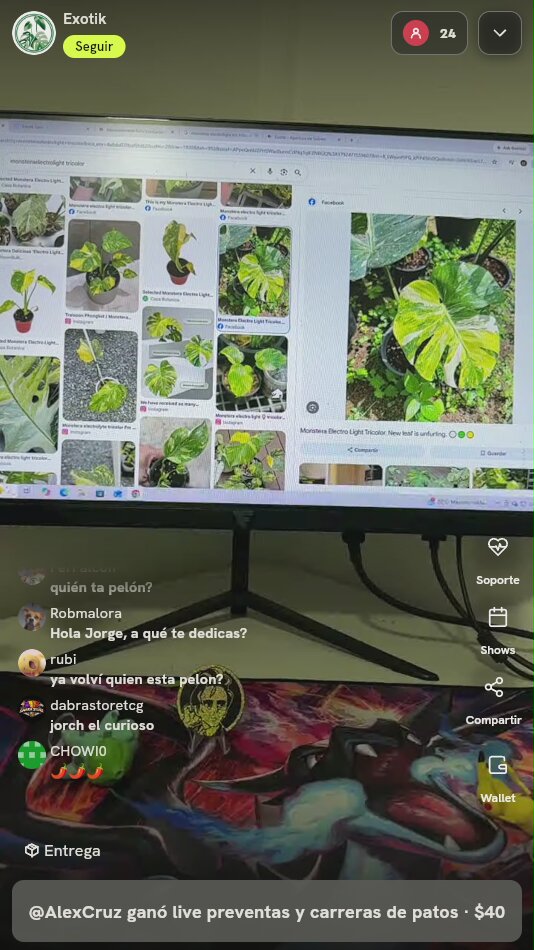 Monstera Deliciosa Electro Light Tricolor