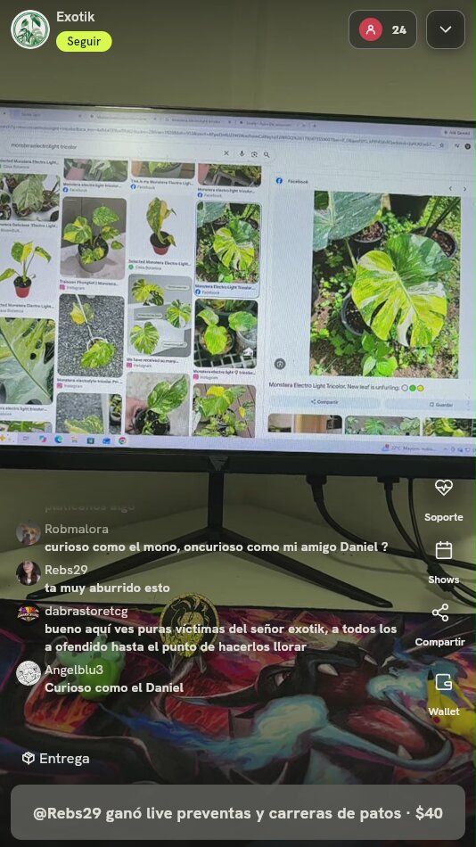 Monstera deliciosa Electro Light