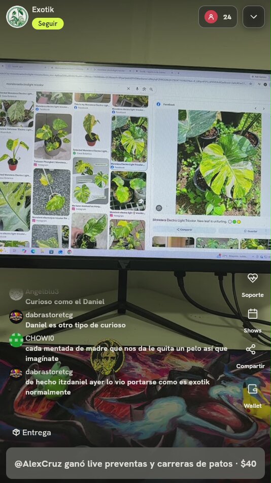 Monstera Deliciosa Electro Light