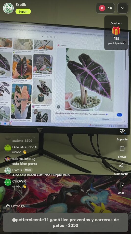 Alocasia Black Saturno Purple Vein