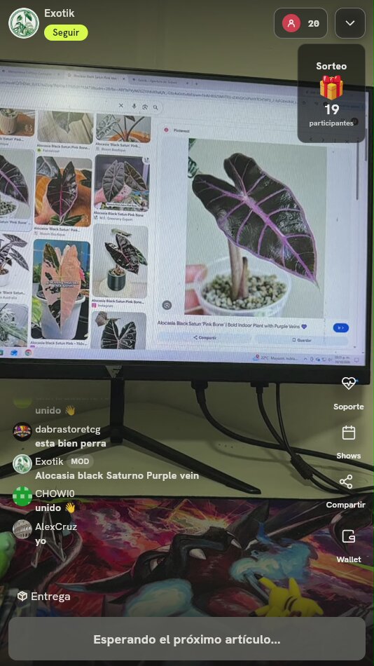 Alocasia Black Saturn