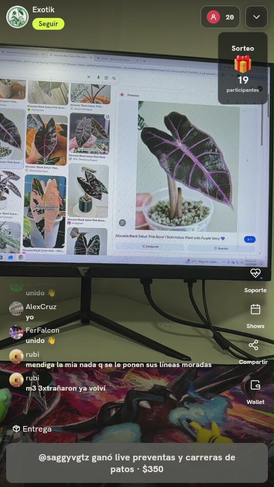 Alocasia Black Satun Pink Bone