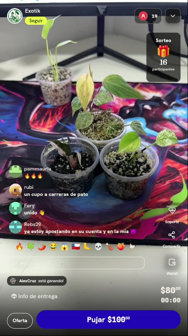 Lote de mini plantas exóticas variegadas