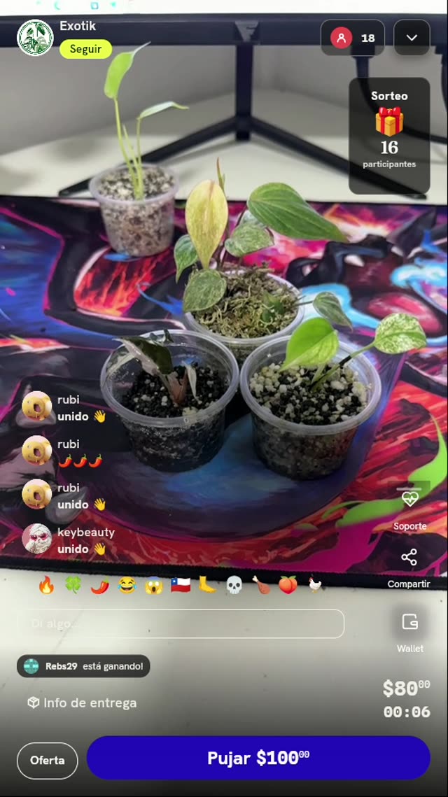 Lote de plantas exóticas variegadas