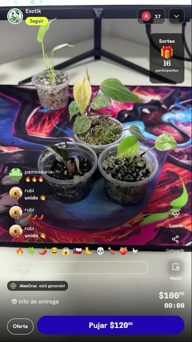 Esquejes de plantas exóticas de colección
