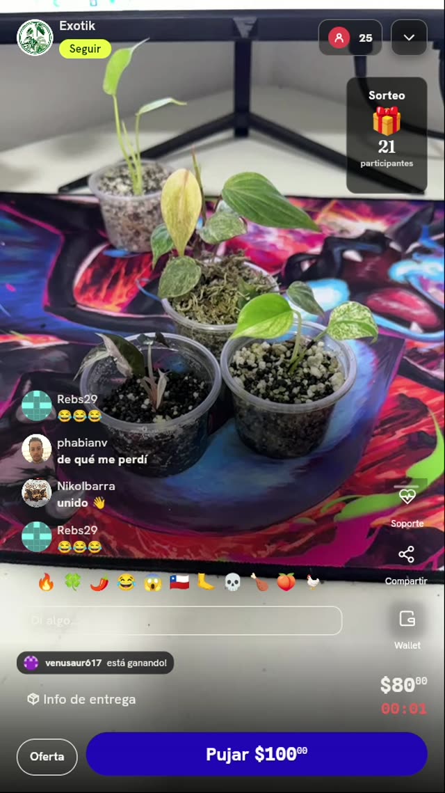 Lote de esquejes de plantas exóticas