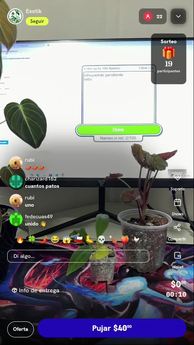 Planta exótica en maceta