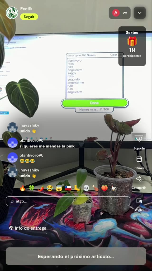 Planta Ornamental Syngonium Pink