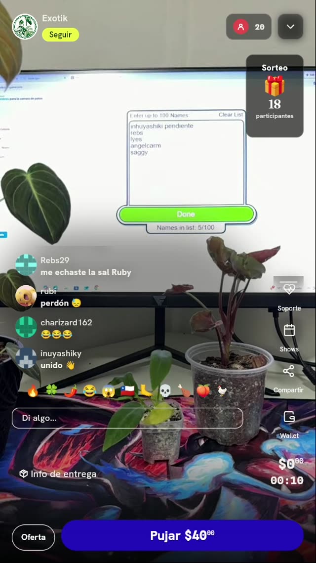 Planta Monstera Super Golden