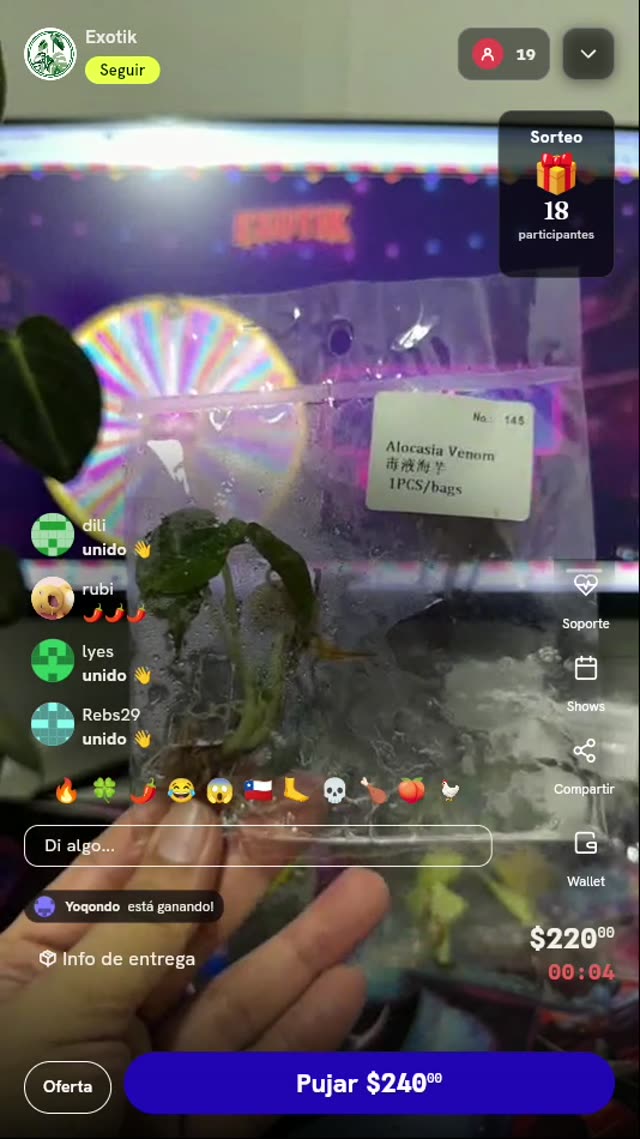 Plántula de Alocasia Venom
