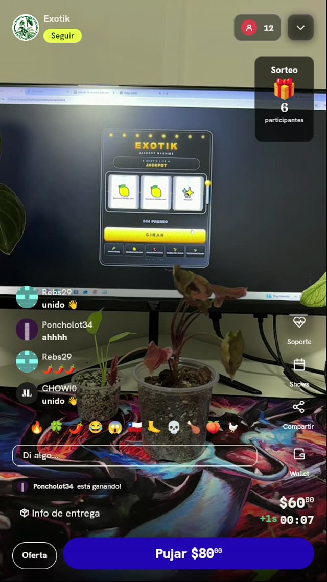 Planta exótica Syngonium Orm Nak