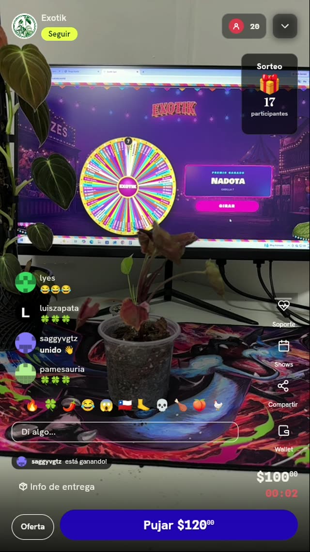 Planta Syngonium Neon Robusta