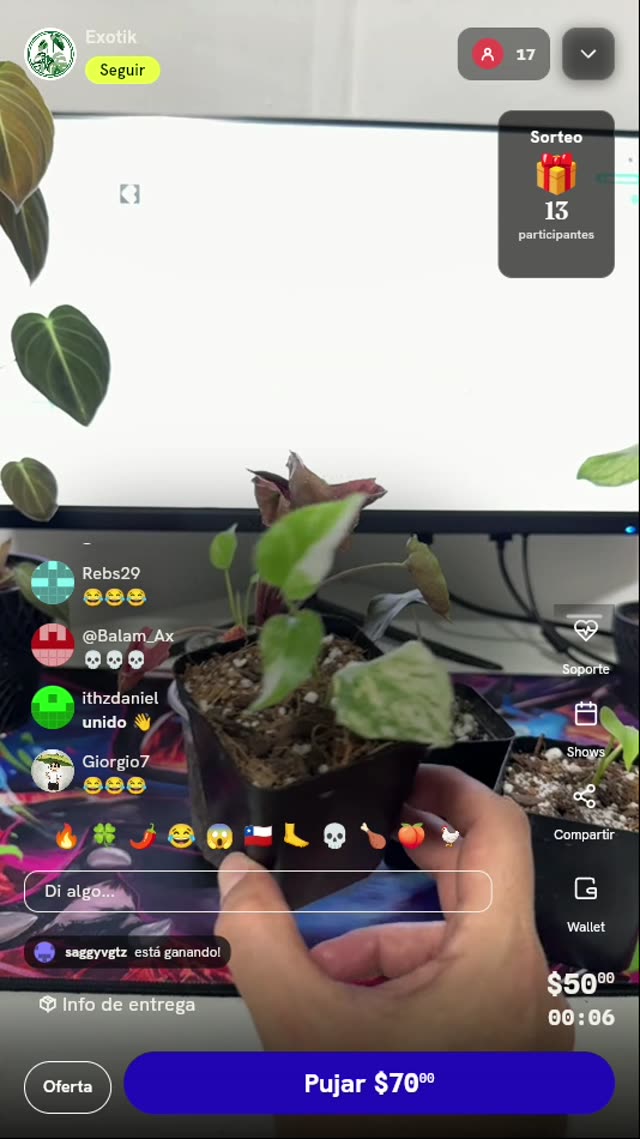 Planta Monstera Crème Brûlée