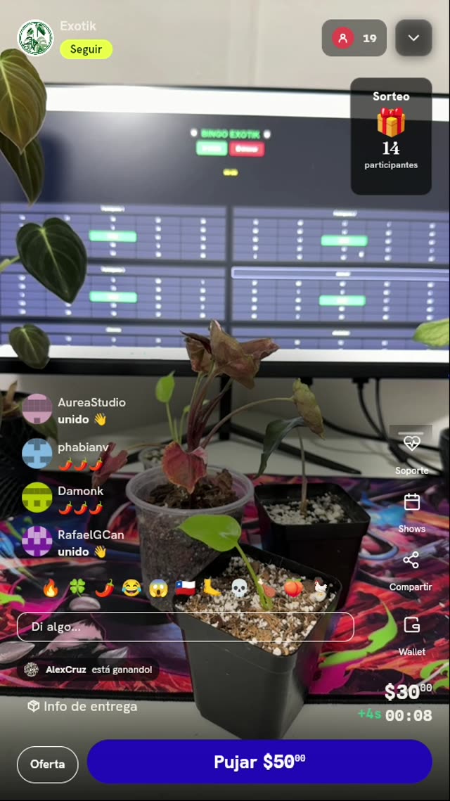 Plántula de Syngonium Rosado
