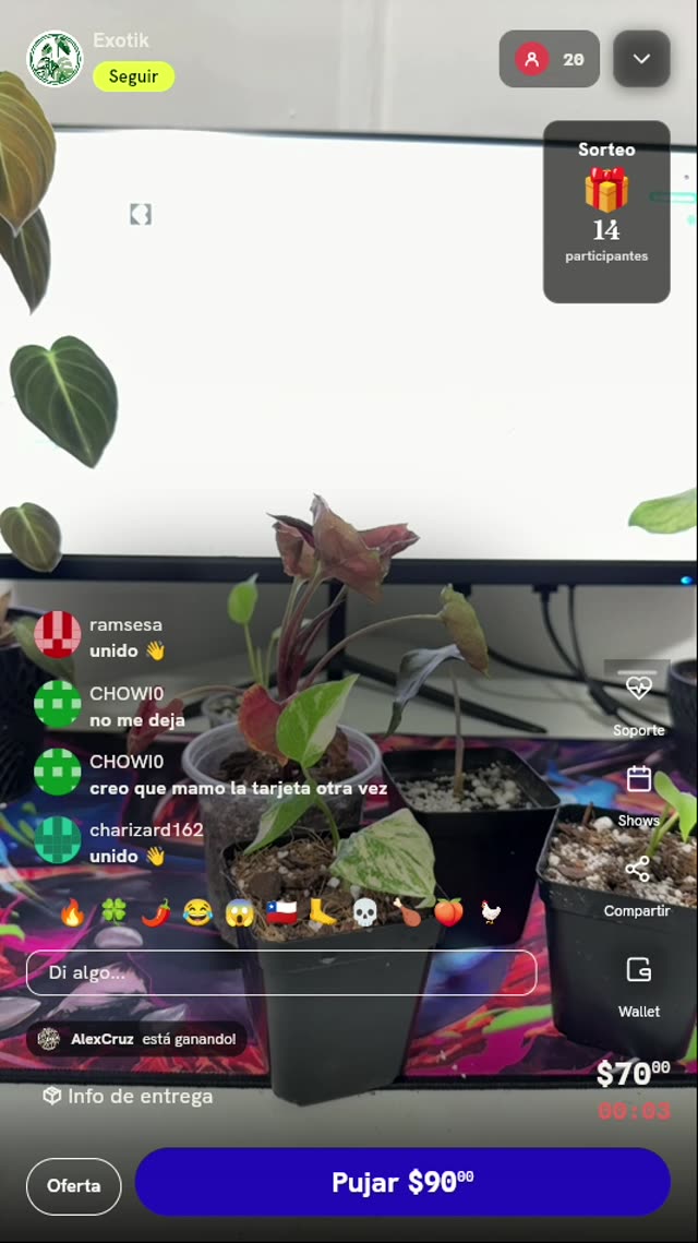 Planta Monstera Crème Brûlée