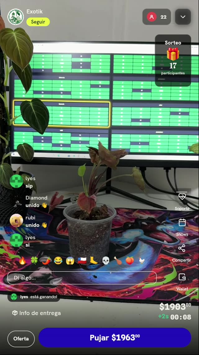 Planta Syngonium Orm Nak Red
