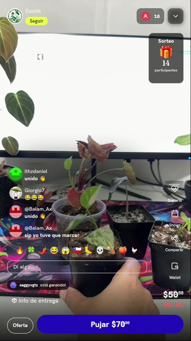 Planta Monstera Crème Brûlée