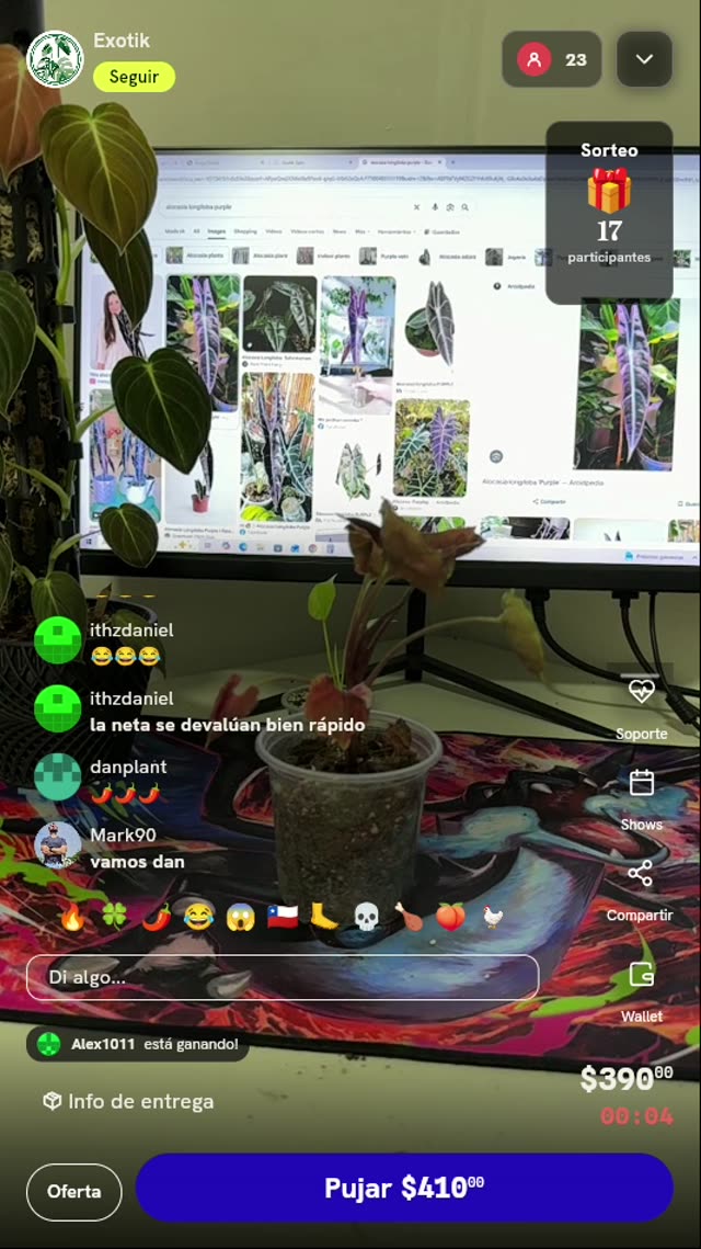 Planta Alocasia Longiloba Purple