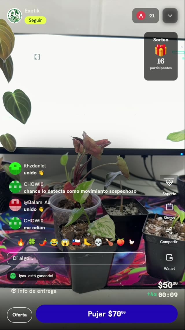 Planta exótica variegada en maceta