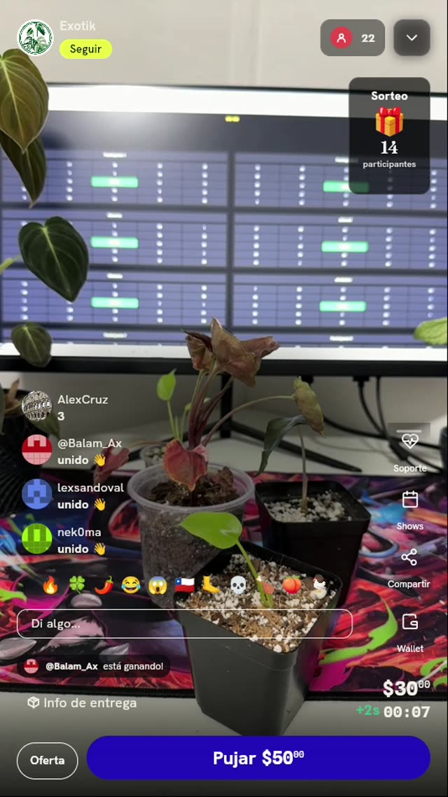Planta de interior Syngonium Pink