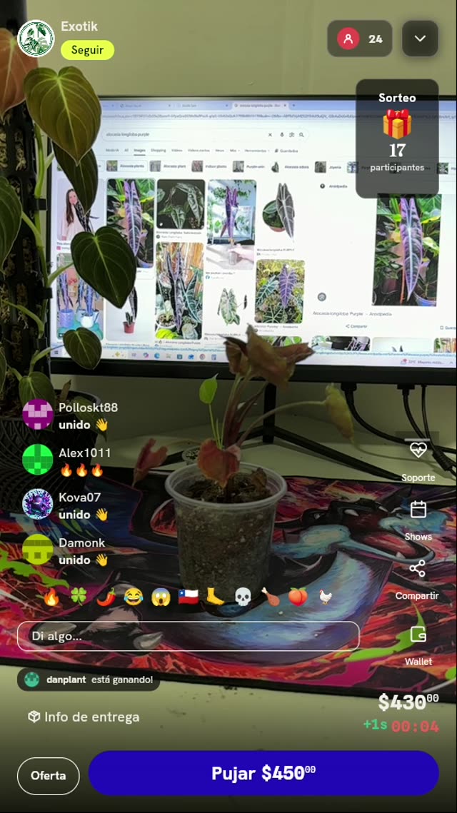 Planta Alocasia Longiloba Purple