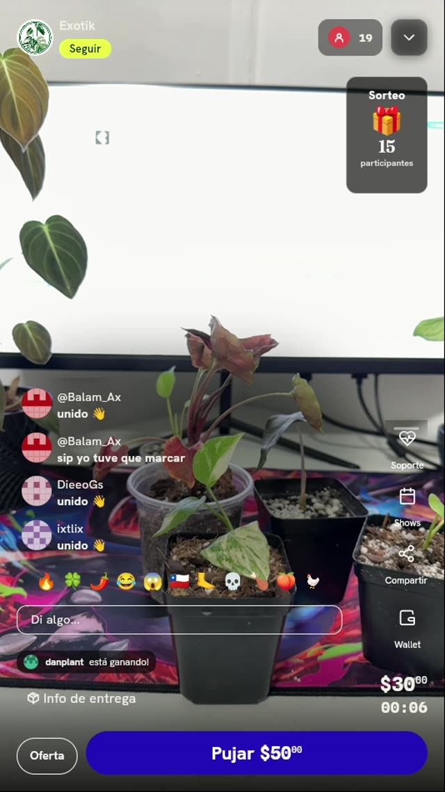 Planta Exótica Syngonium en Maceta