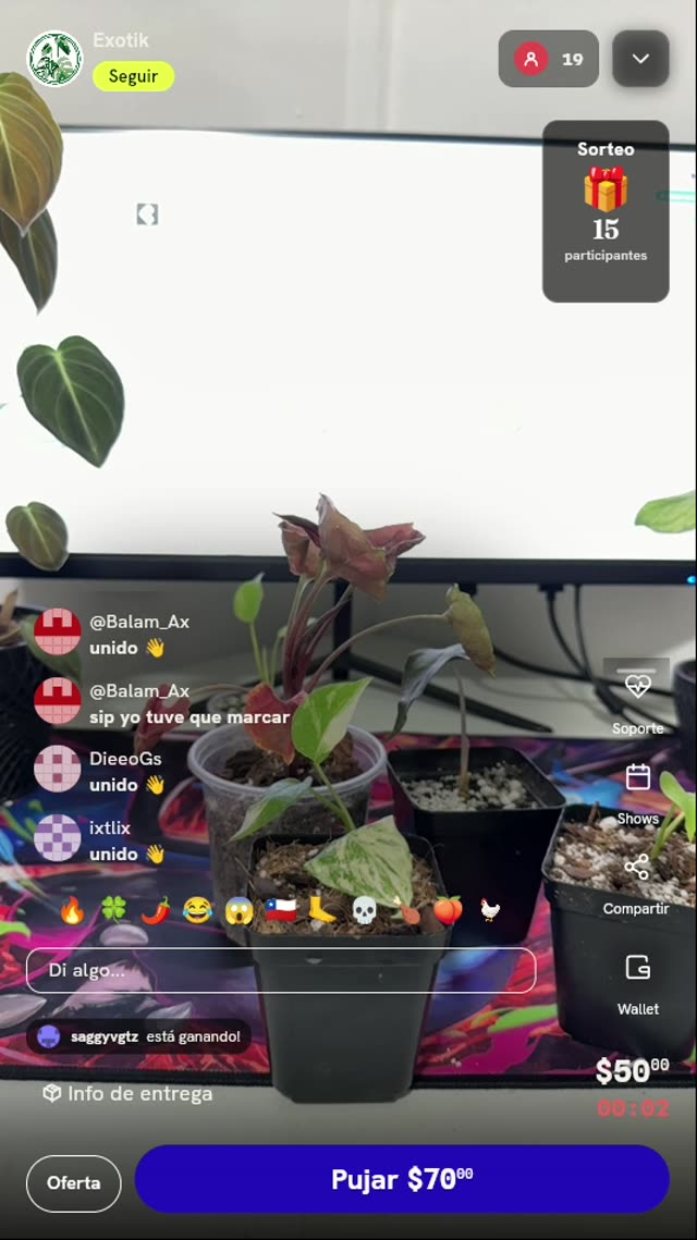 Planta variegada en maceta