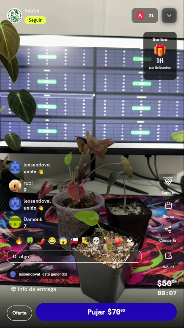 Planta Syngonium Neon Pink